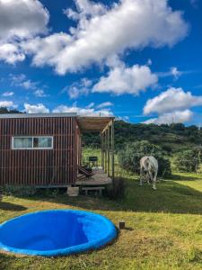 a cow grazing next to a house and a pool at Bungalow de campo Nabucco - sierras, naturaleza y descanso in Minas