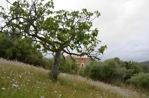 a tree in the middle of a field with a house at Son Vell. Mallorca. Casa amb piscina ecològica. in Manacor