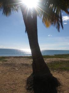a palm tree on a beach with the sun behind it at Apartamento para Viajeros 3 in Yabucoa