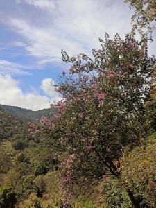 a tree with pink flowers on it in a forest at Valchi Hospedaje de Montaña in El Copey