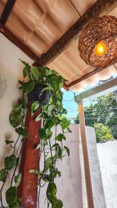 Eine Pflanze wächst an der Seite einer Mauer in der Unterkunft Tiwá Hostel - antigo DaSanta - CENTRO in Arraial d'Ajuda