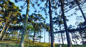 a park with a bench in the middle of trees at Pousada Recanto Das Araucárias in Bocaina do Sul +20 photos