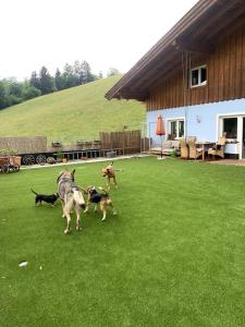 a group of dogs running around in a yard at Urlaub mit Hund im Salzburger Land in Wegscheid