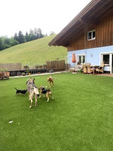 een groep honden in een tuin bij Urlaub mit Hund im Salzburger Land in Wegscheid