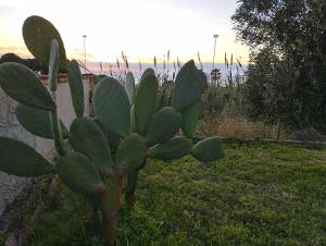 Zahrada ubytování Villa Bianca