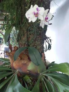 un pájaro sentado en un árbol con una flor en él en EL CALEUCHE, en Rio das Ostras