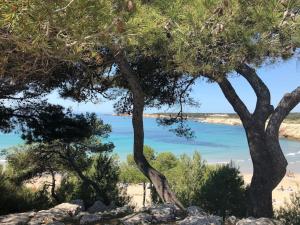 vista su una spiaggia da due alberi di Mazet provencal au coeur des Alpilles La Rêverie a Maussane-les-Alpilles