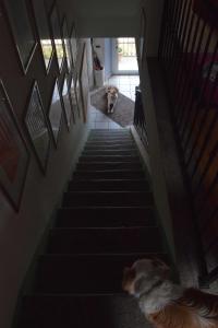 un chien assis à l'étage, à côté de quelques escaliers dans l'établissement B&B Villa Moro - Family House, à Domodossola