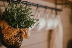 a plant in a basket hanging on a rack at VIESU MĀJA KALNARUŠĶI in Lūšakrogs