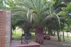 una palmera con una mesa y sillas debajo en Monoambiente con jardín a una cuadra de la playa, en Colonia del Sacramento