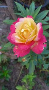 una rosa rosa y amarilla en un jardín en รักหมดใจอพารทเมนต์, en Ban Khlong Nong Pru