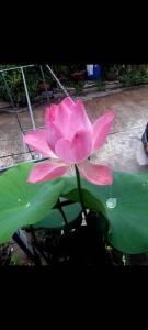 una flor rosa sentada sobre hojas verdes en รักหมดใจอพารทเมนต์, en Ban Khlong Nong Pru