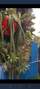 un cactus está creciendo al lado de un edificio en รักหมดใจอพารทเมนต์, en Ban Khlong Nong Pru