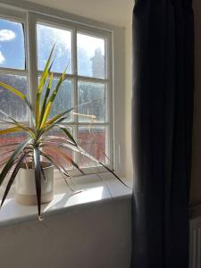 uma planta em vasos sentada no parapeito da janela em The Cottage, Watergate, Sleaford em Lincolnshire