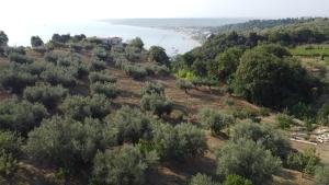 an aerial view of a forest of olive trees at Villa Caravaggio Comfort e Relax in Rocca San Giovanni