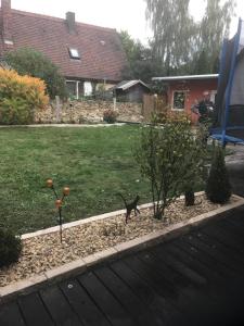 a cat walking in a garden with two plants at Ferienwohnung Romantica EG in Schopfloch