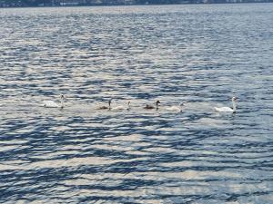 un grupo de cisnes nadando en el agua en Hotel Merano, en Brenzone sul Garda