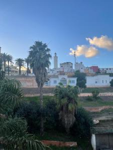 a group of palm trees in a field with buildings at Superbe Appartement centre vue sur mer . in Larache