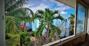 a palm tree in a room with a window at TITIRI Appartement in Les Trois-Îlets