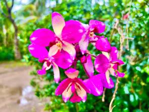 a group of pink flowers in front of a bush at Mangrove Bay Inn in Weligama