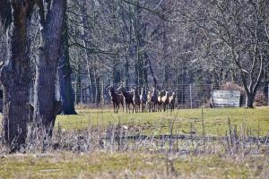 a group of horses walking in a field at Domki Hrabiego- domek nr 2 in Rozkochów +20 photos