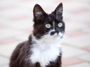 Freiamt的住宿－Grub-Daniel-Hof，一只黑白的猫,眼睛绿