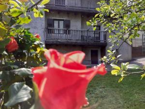 uma flor vermelha numa árvore em frente a um edifício em Cà dei Zoani casa vacanze 022139 AT 722787 em Pergine Valsugana