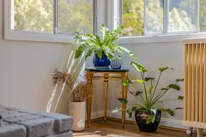 una habitación con plantas en una mesa frente a una ventana en Sunflower Cottage, en Katoomba