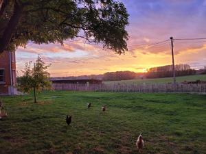 eine Gruppe von Hühnern auf einem Feld bei Sonnenuntergang in der Unterkunft La Cense du Noir Jambon in Silly