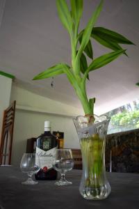 um vaso com uma planta sobre uma mesa com copos em Green Leaf Holiday Bungalow em Ratnapura
