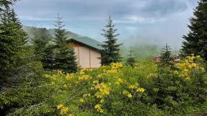 a house in the middle of a field of flowers at GÖRNEK TABİAT PARKI in Trabzon