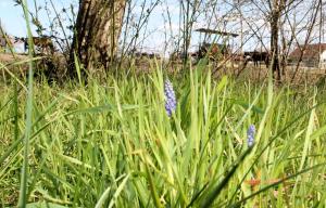 een veld van hoog groen gras met paarse bloemen bij Ferienwohnungen Berner in Droyßig