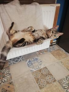 a cat laying on its back on a chair at La ferme aux chats in Formigny