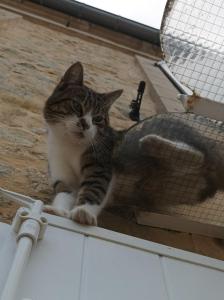 a cat sitting on top of a counter at La ferme aux chats in Formigny