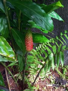 een afsluiting van een bananenplant met een rode bloem bij Villa SUNESIS Lamentin in Lamentin