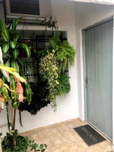 un montón de plantas en una pared al lado de una puerta en Elizabeth y Ronald Apartamento, en Colonia del Sacramento