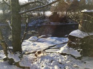 a dog laying in the snow next to a river at Dalrachney Lodge in Carrbridge