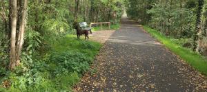 a horse standing on a path in a forest at Lamaisonxv in Crest