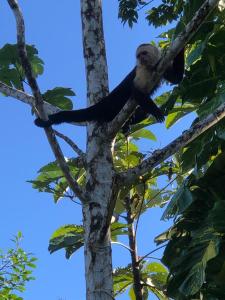 un pájaro sobre un árbol en GreenPoint Drake Bay, en Drake