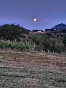 un chien dans un champ avec la lune dans le ciel dans l'établissement Tenuta del Savonisco, à Picinisco