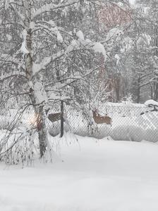 un arbre recouvert de neige à côté d'une clôture dans l'établissement Domki Pod Brzozami Ustroń 2, à Ustroń
