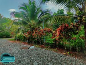 ชมจันทร์รีสอร์ท ไชยา Chomjan resort外面的花园