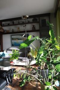 una habitación con muchas plantas en una mesa en Haus mit großem Garten 
