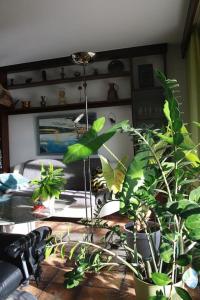 a room with lots of plants on a table at Haus mit großem Garten 