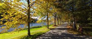 a tree lined path next to a river with trees at Ferienwohnung an der Elbe in Stadt Wehlen