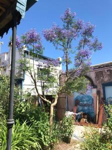 サン・アントニオ・デ・アレコにあるCasa Fuegoの紫の花の木