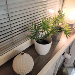trois plantes en pot assises sur un rebord de fenêtre dans l'établissement Kodikas kaksio keskustassa, à Pori