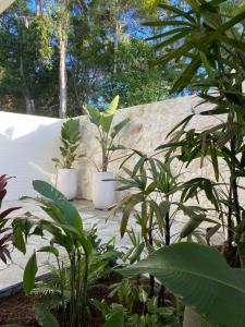 dos plantas en macetas blancas sentadas en una pared de piedra en Tallowwood House Luxury Bed & Breakfast en Port Macquarie