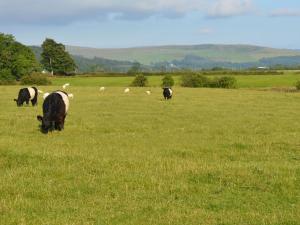 The Dairy House في Creebridge: قطيع من الأبقار ترعى في حقل من العشب