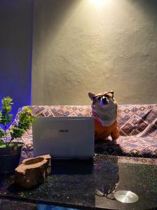 a cat wearing sunglasses sitting on a table with a laptop at Cúc cu Homestay 3 in Kiến An